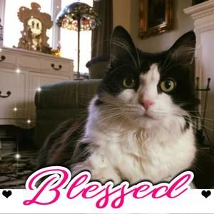 Meet your Posher, Ellen